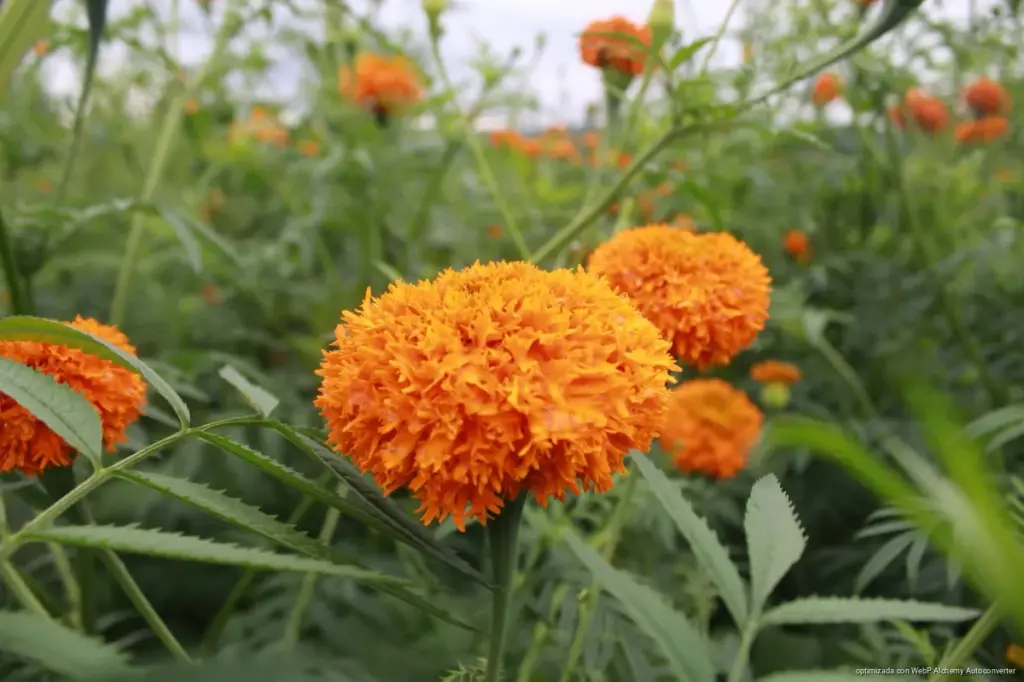 San Pablo Coapan espera a miles de turistas con más de 50 mil rollos de flores para Todos Santos San Pablo Coapan espera a miles de turistas con más de 50 mil rollos de flores para Todos Santos