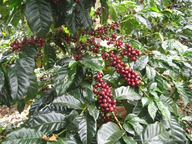Productores y municipio mantienen diálogo para impulsar rutas agroecológicas de café en Coatepec Productores y municipio mantienen diálogo para impulsar rutas agroecológicas de café en Coatepec